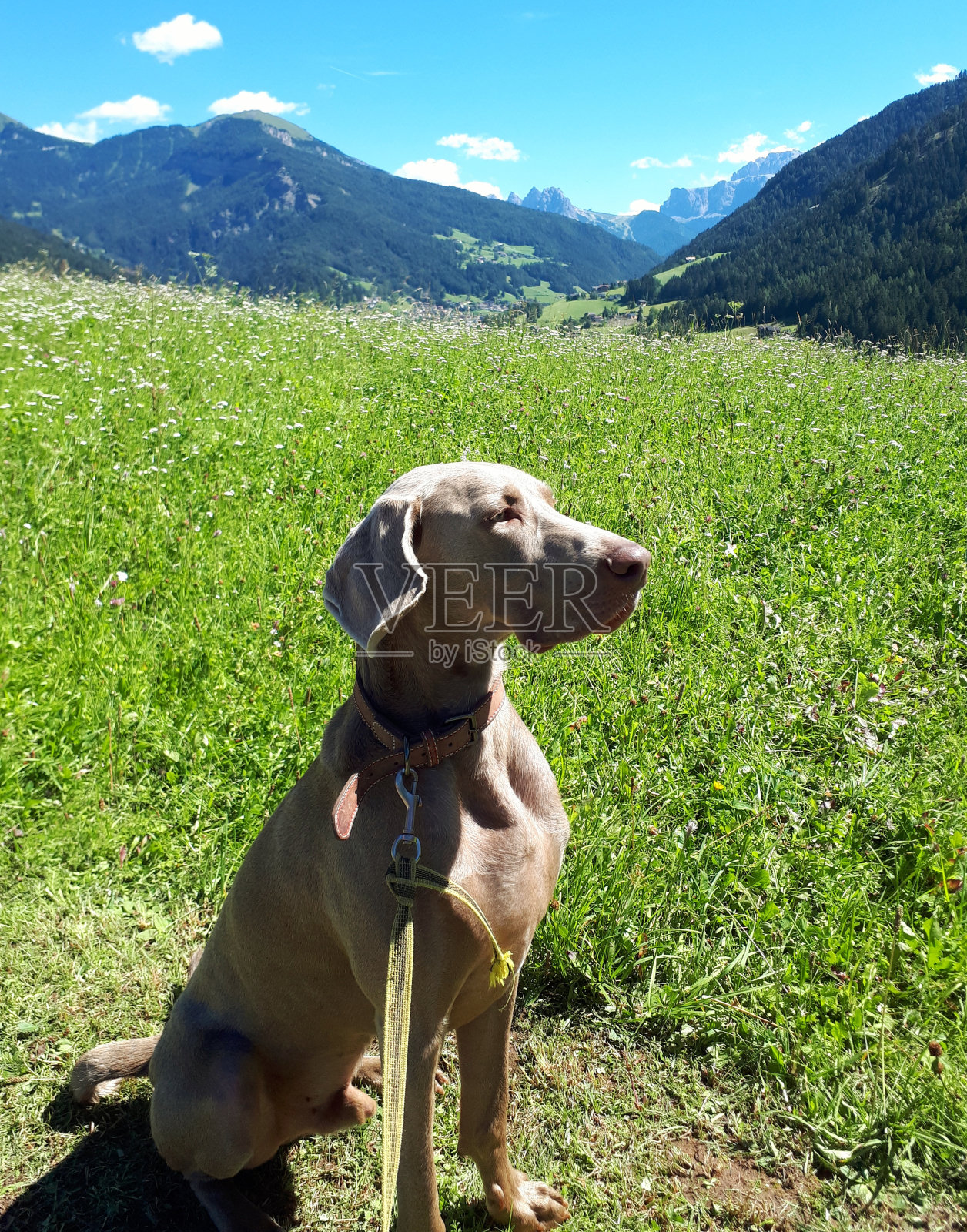 魏玛猎狗照片摄影图片