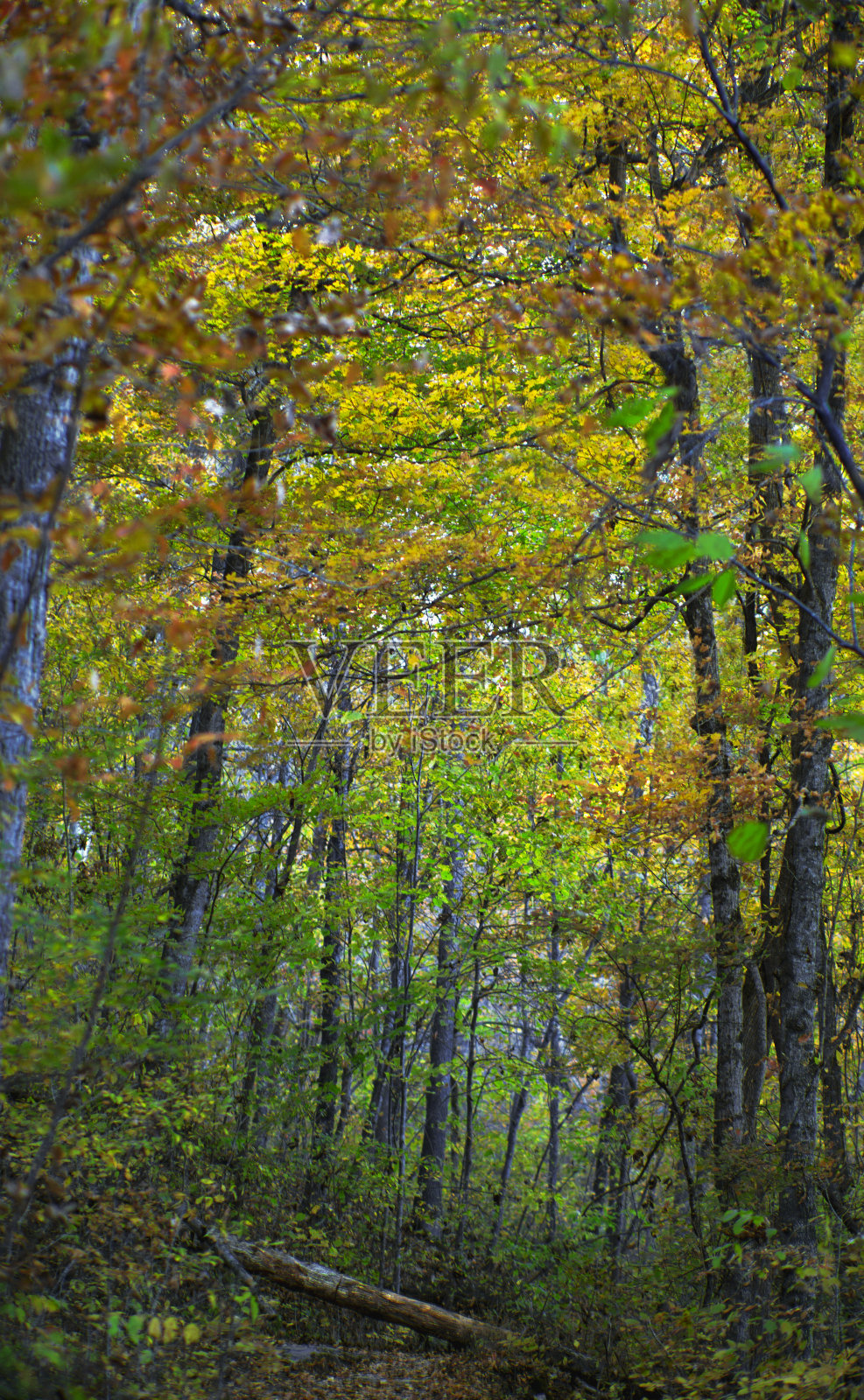 秋天，在奥扎克山脉大崖山羊小径的森林里，树木的颜色在变化。照片摄影图片