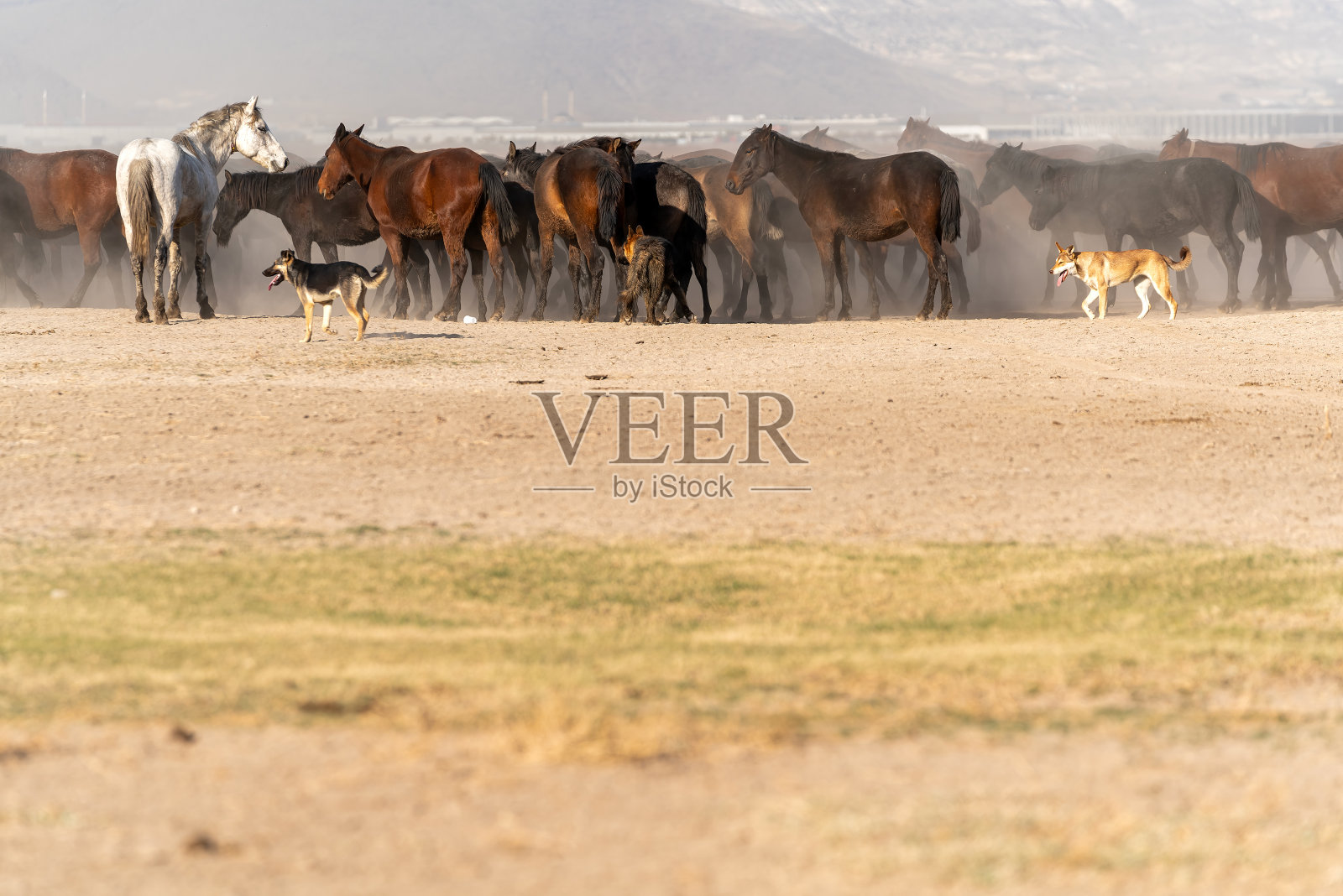 狗和野马。Yilki马。玉器。照片摄影图片