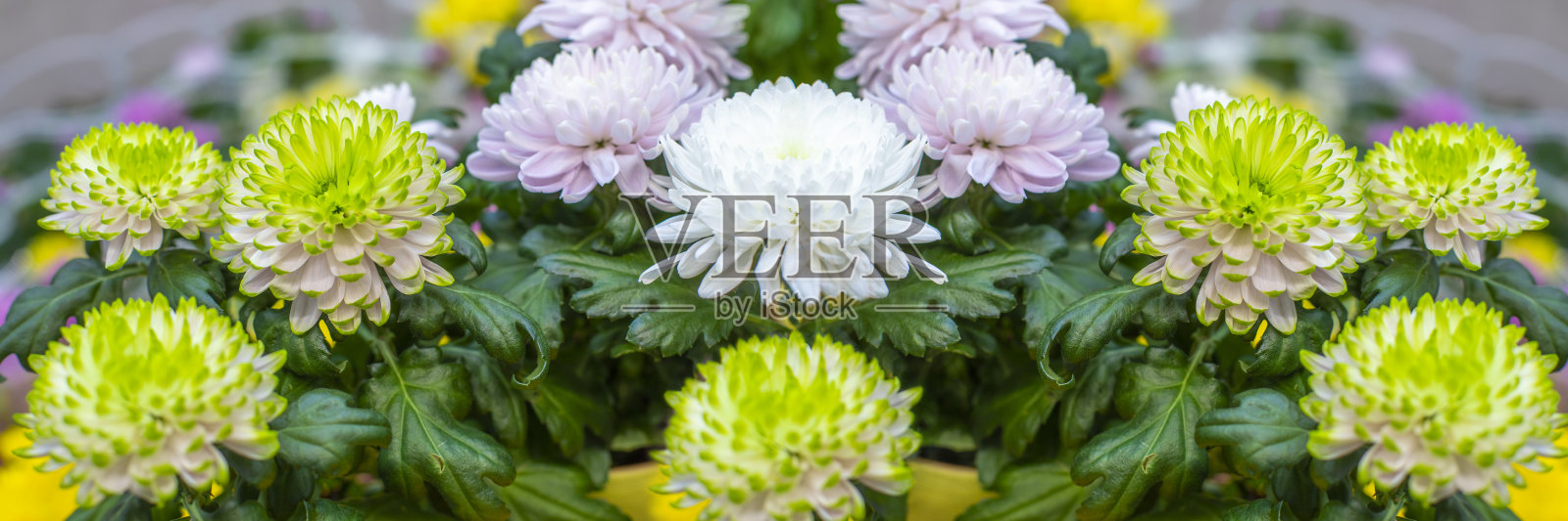 白绿菊花花开花特写，自然头旗全景背景金色雏菊横向摄影照片摄影图片