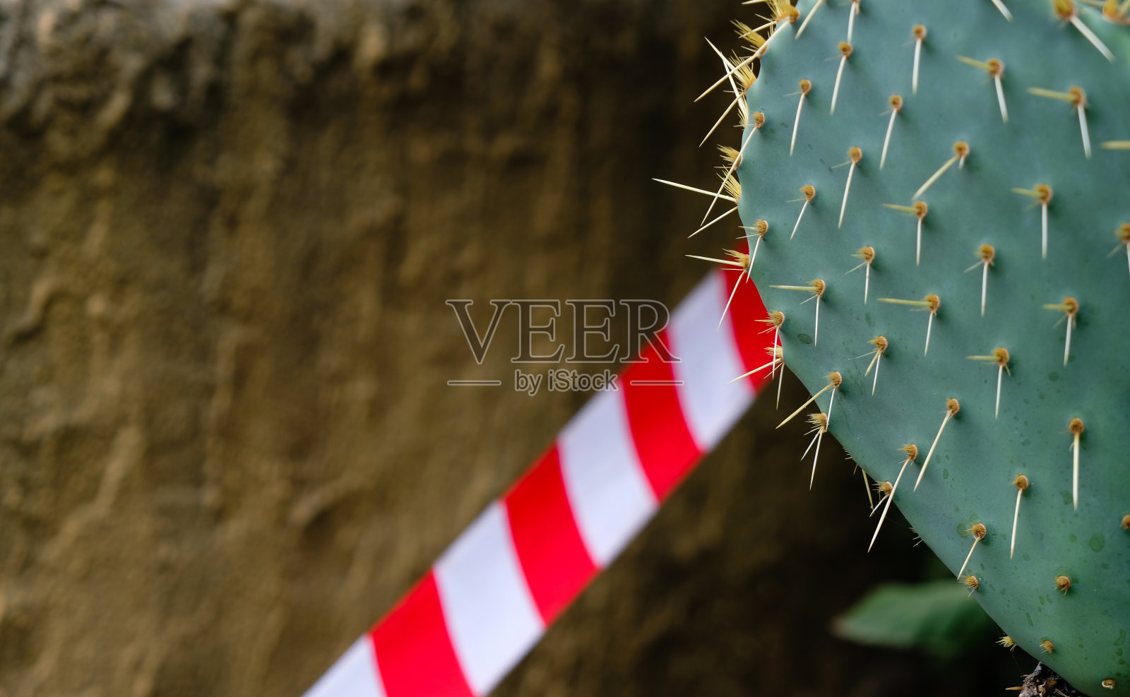 红白信号带背景上的仙人掌。副本的空间。照片摄影图片