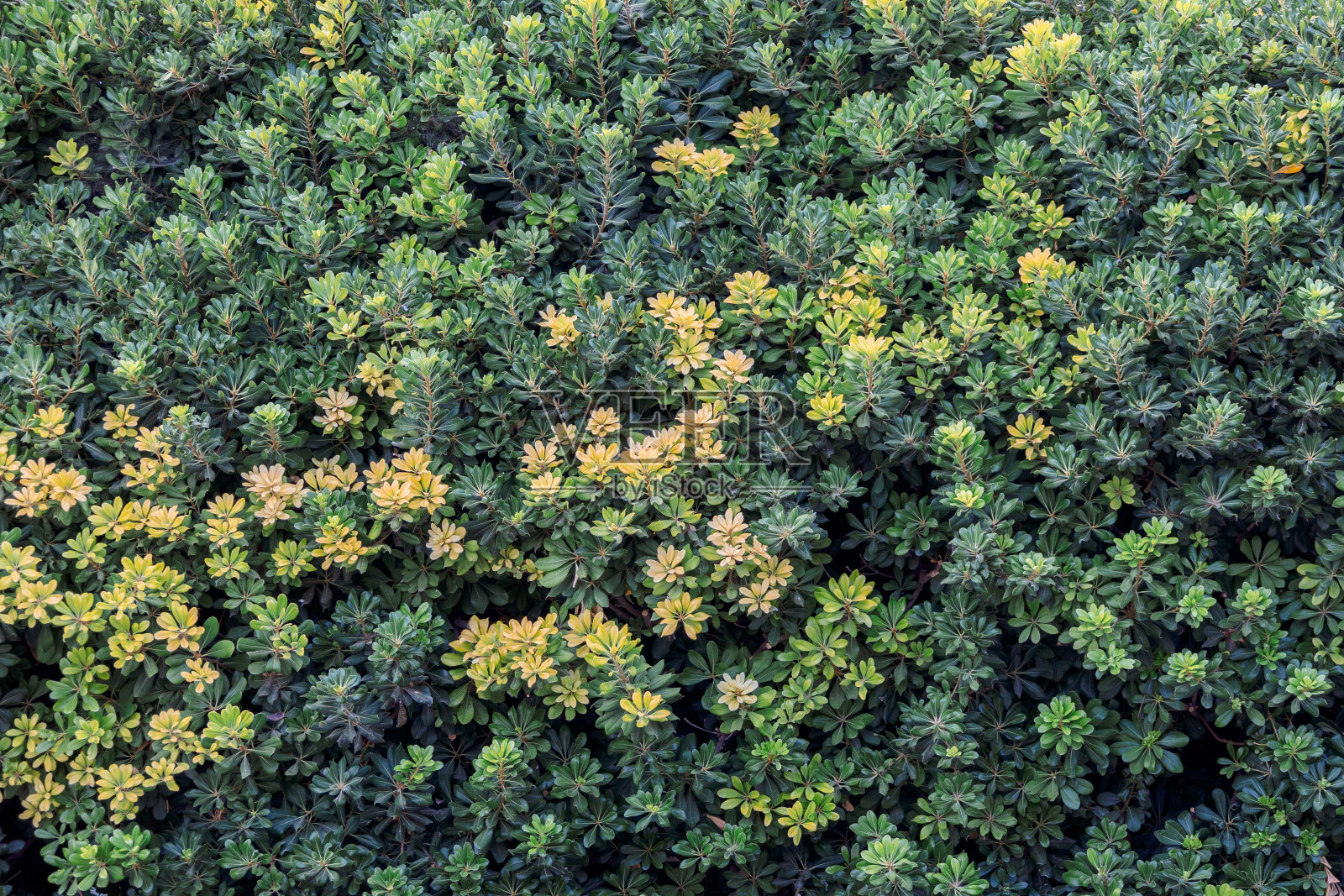 美丽大气的绿色背景。明亮的树叶和花朵在自然背景上照片摄影图片