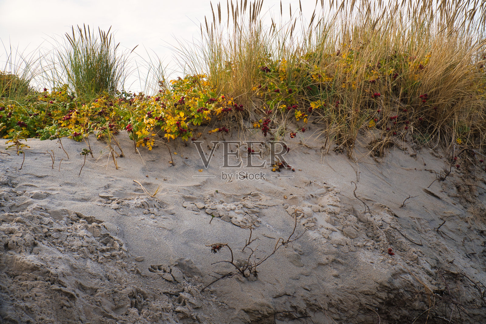 丹麦海边的沙丘景观。波罗的海之旅。在海滩上度假照片摄影图片