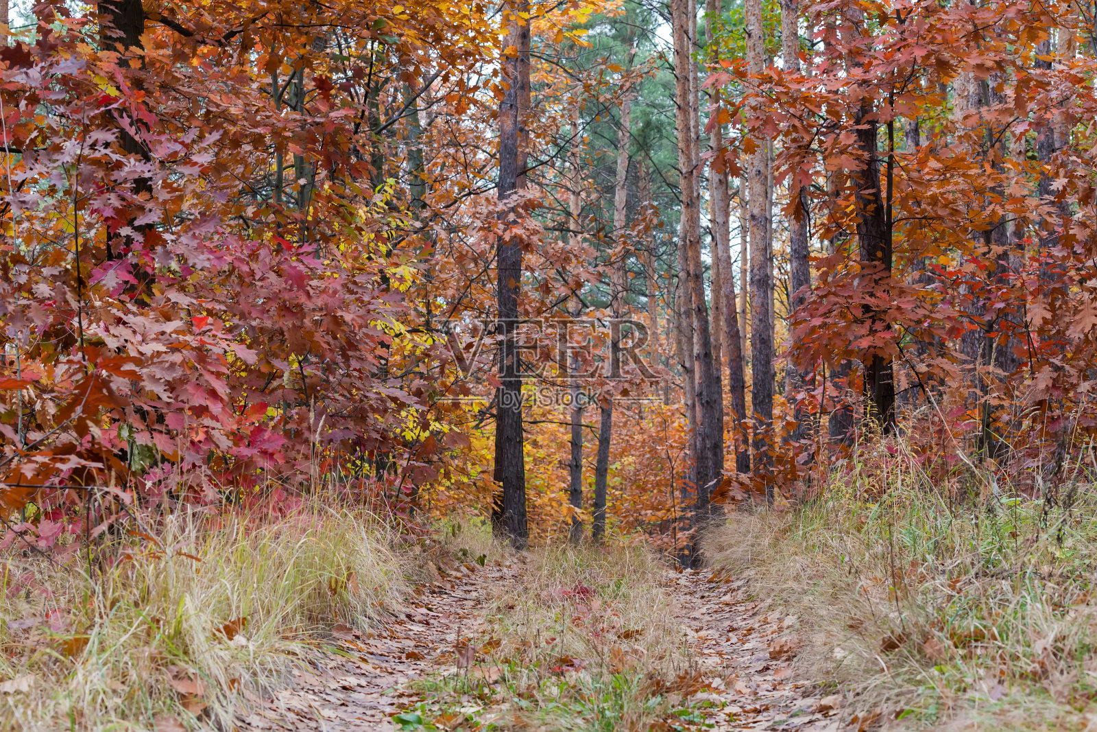落叶和针叶林秋林，阴天有步道照片摄影图片