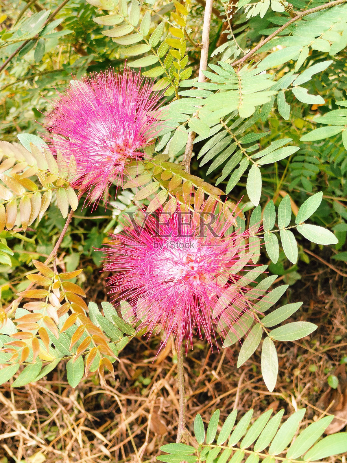 美丽盛开的锦葵照片摄影图片