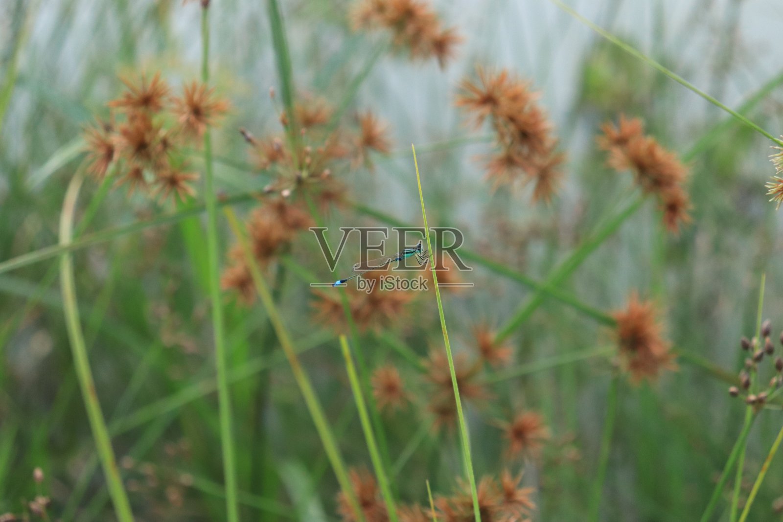 沙菖蒲，蛏子或割草。来自美洲的草或热带草本植物。家庭莎草科。照片摄影图片