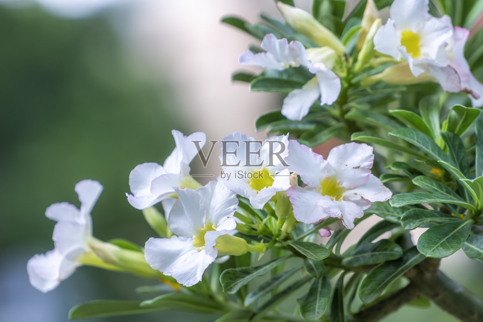 花园里盛开的热带鸡蛋花照片摄影图片