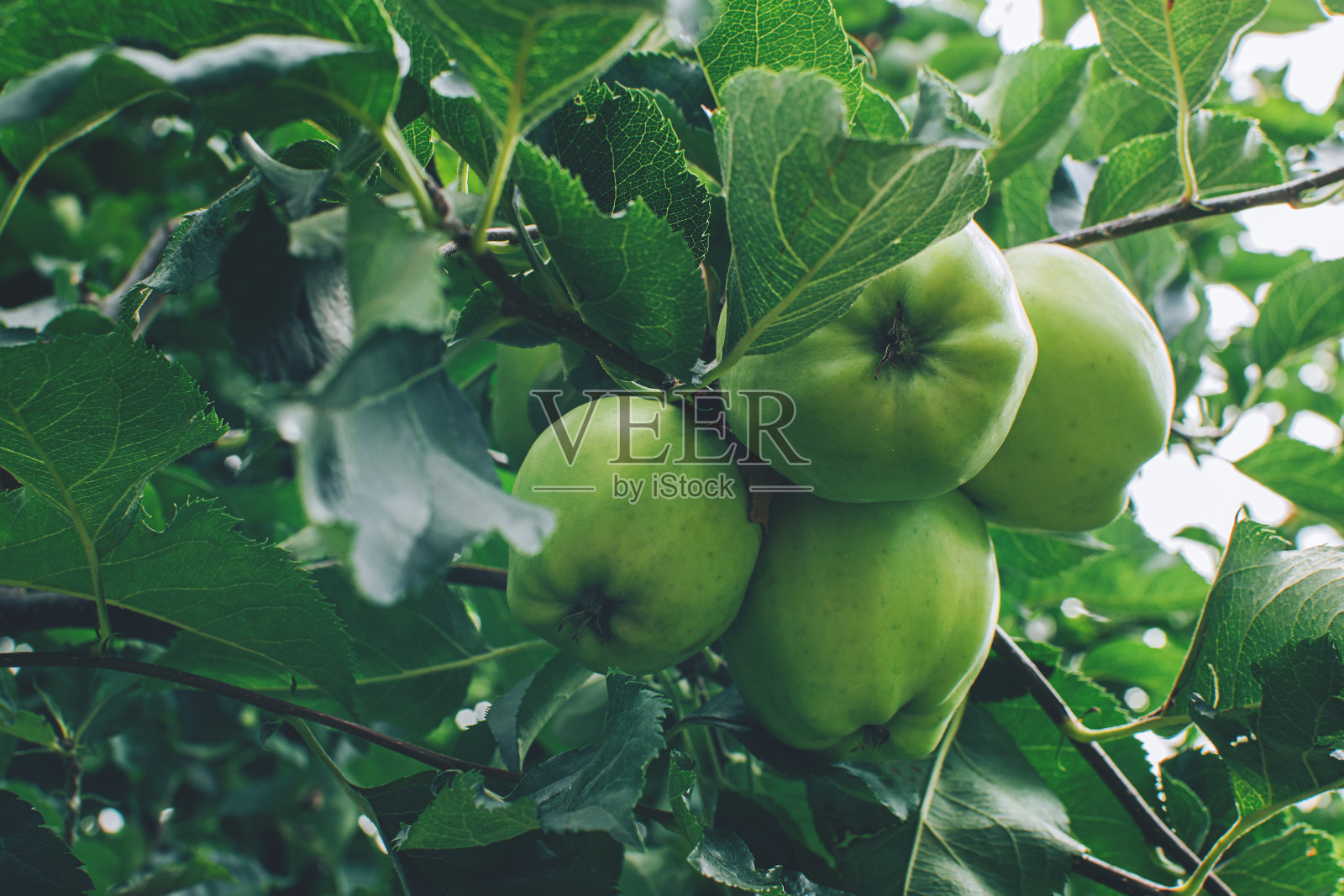 绿苹果在果园的树上，有绿叶。照片摄影图片