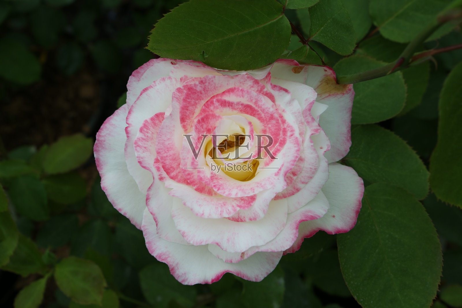 莫斯科花园单株双色玫瑰(级“双喜”)照片摄影图片