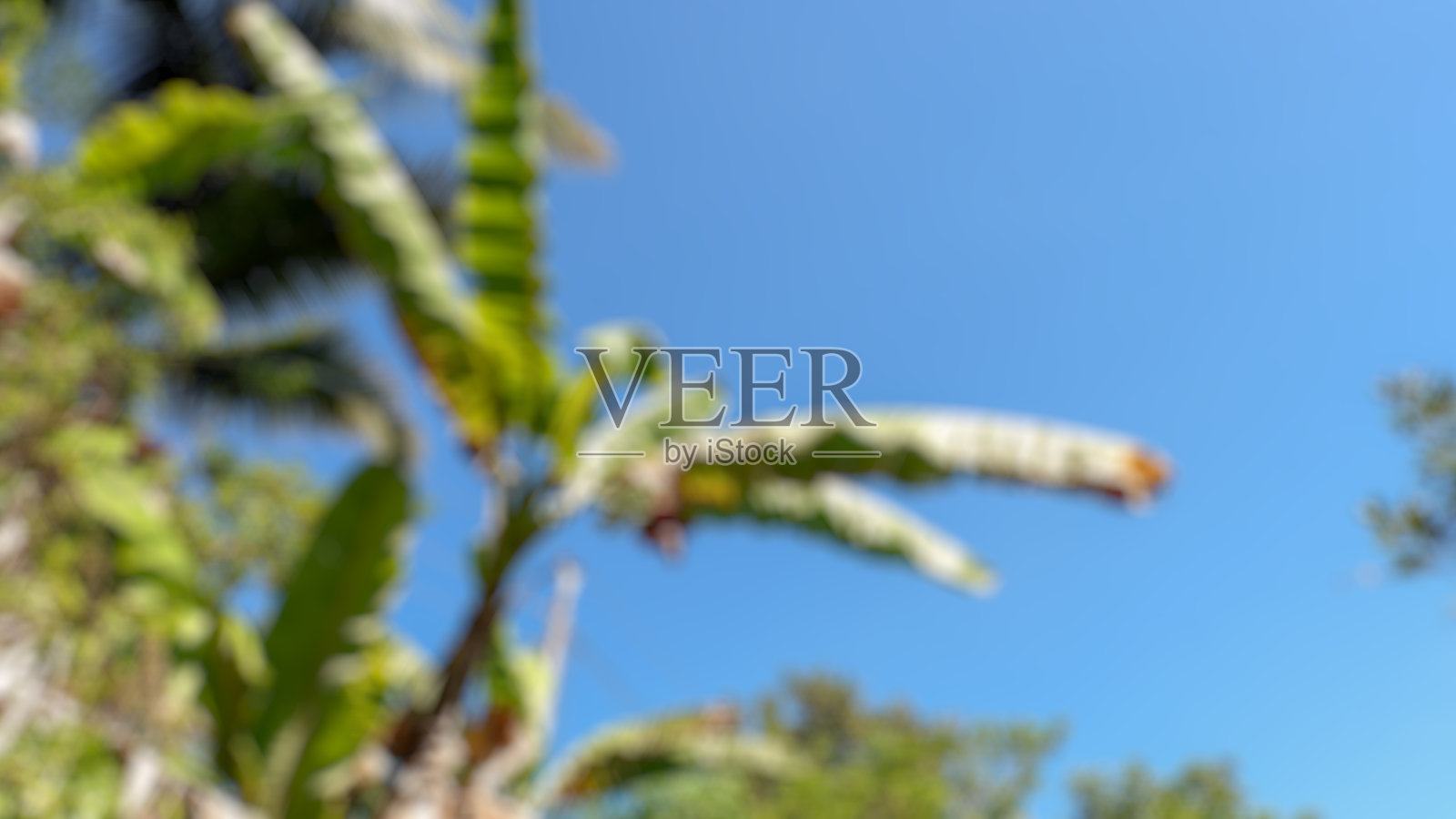 模糊的照片上的新鲜香蕉树和水果的晴空背景照片摄影图片