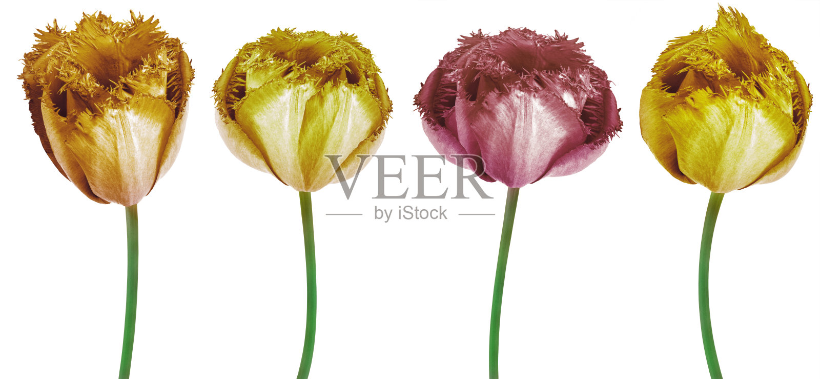 套花黄色郁金香。花朵孤立在白色的背景上。没有阴影与裁剪路径。特写镜头。大自然。照片摄影图片