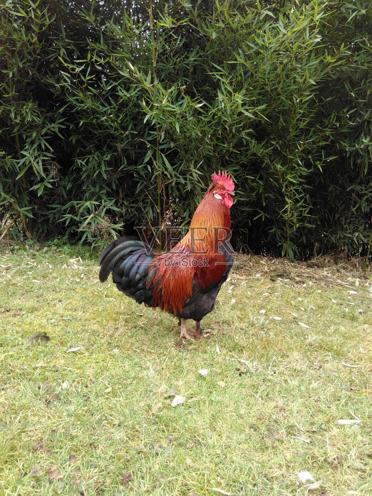 Rooster或cock，雄性鸡照片摄影图片