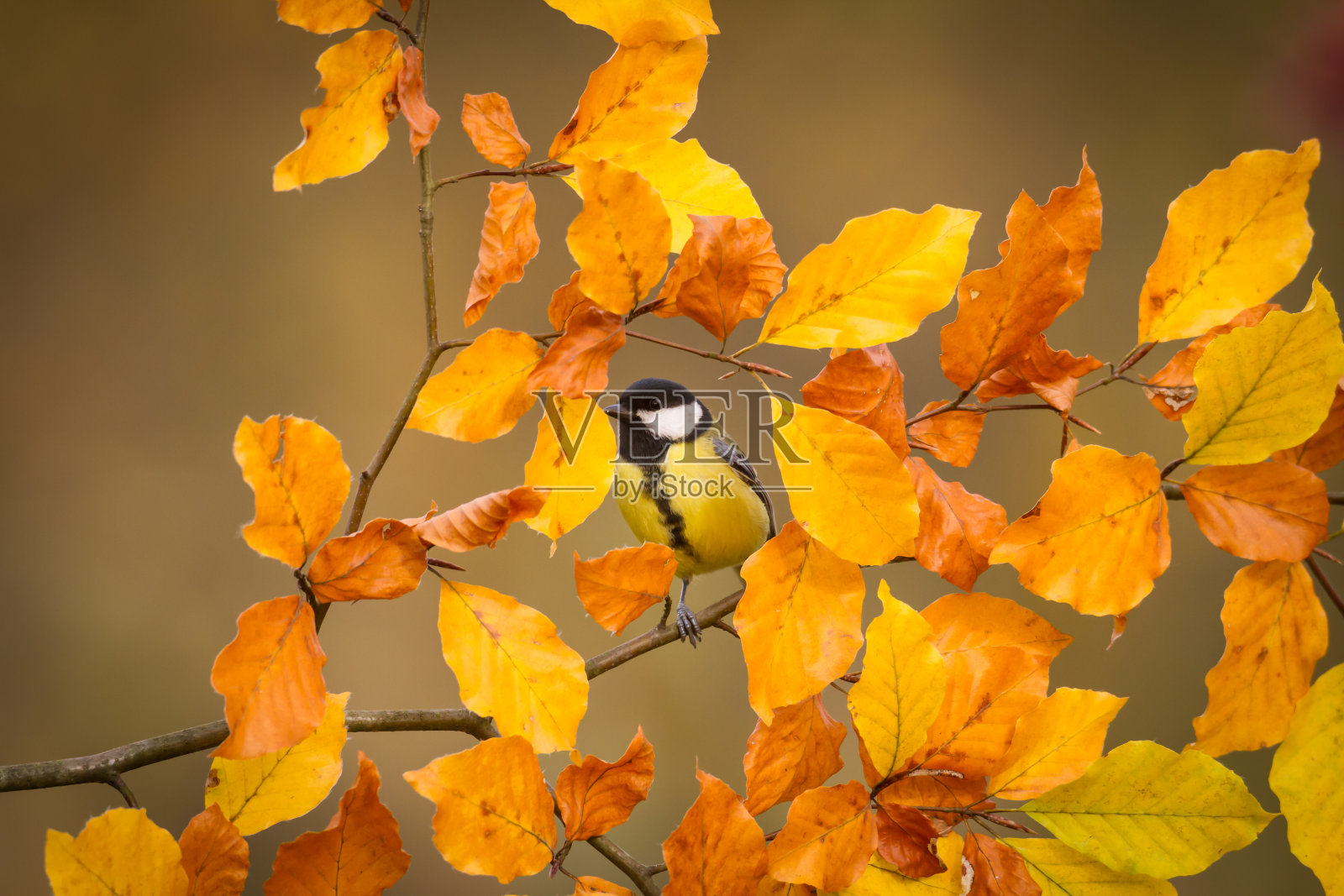 彩色大山雀栖息在树上，拍摄于水平，秋天的时间照片摄影图片