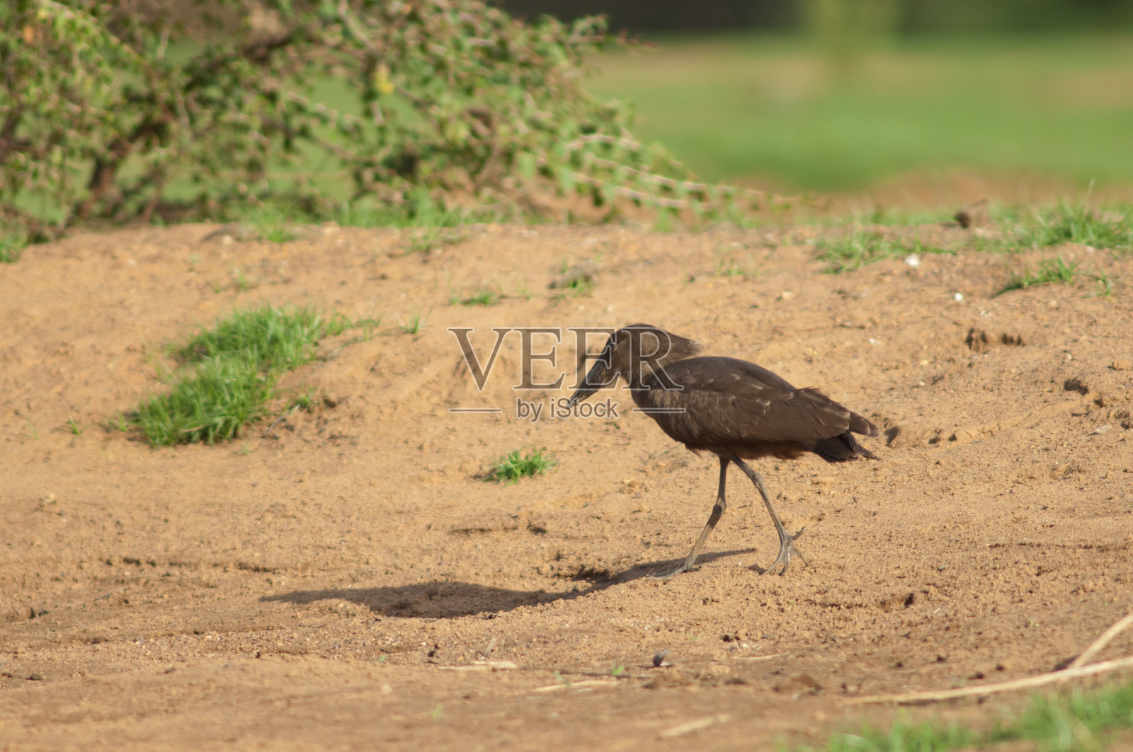 冈比亚河畔的哈默科普。照片摄影图片