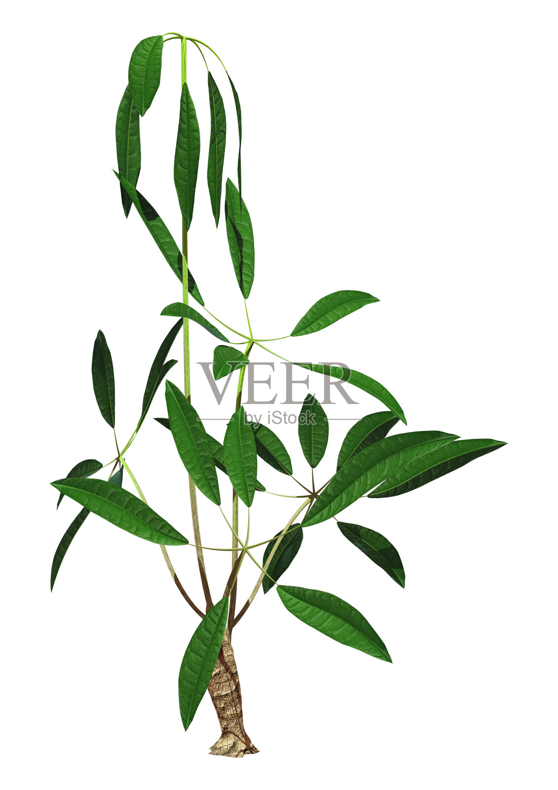 白色上的Pachira Aquatica植物3D渲染照片摄影图片