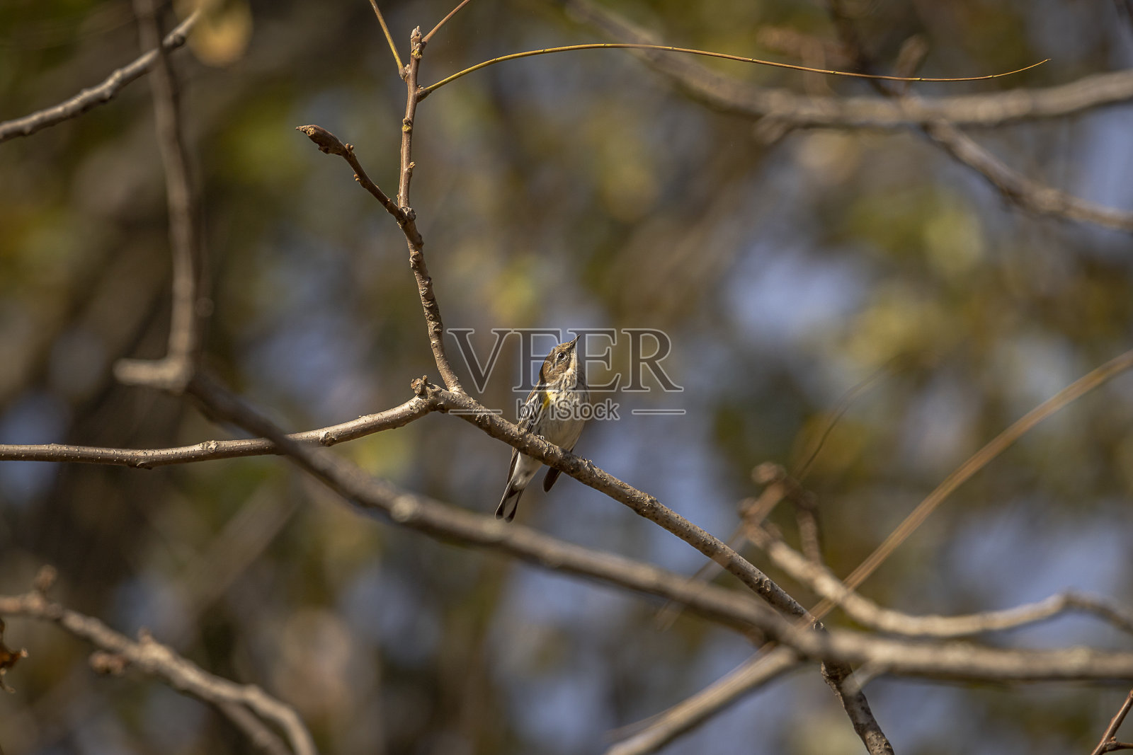 一只黄臀林莺栖息在树枝上照片摄影图片