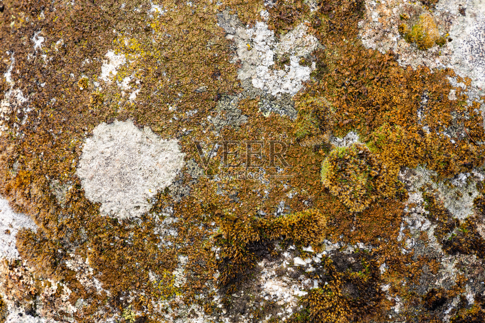 岩石和石头表面的纹理与苔藓和地衣背景与自然图案照片摄影图片