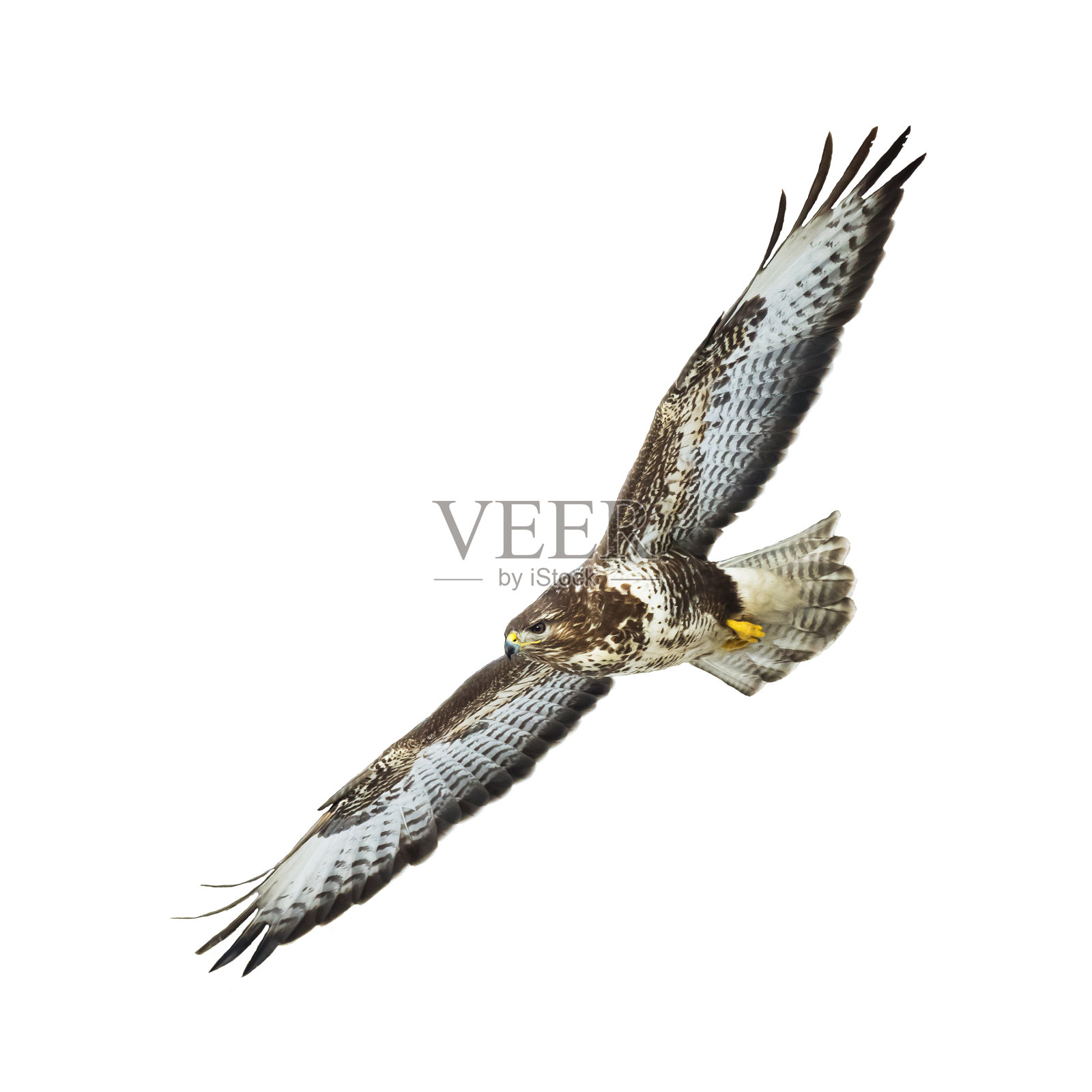 猛禽——常见的秃鹰在田野里比邻比邻，秃鹰在自然栖息地，鹰鸟，掠食鸟近距离飞鸟孤立在白色的背景上照片摄影图片