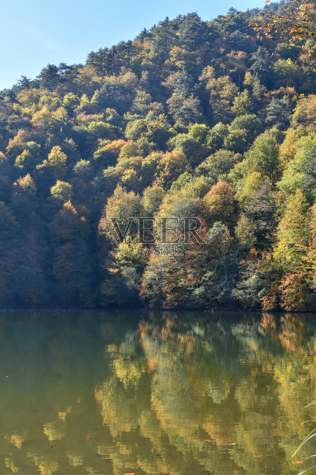 森林中的湖照片摄影图片