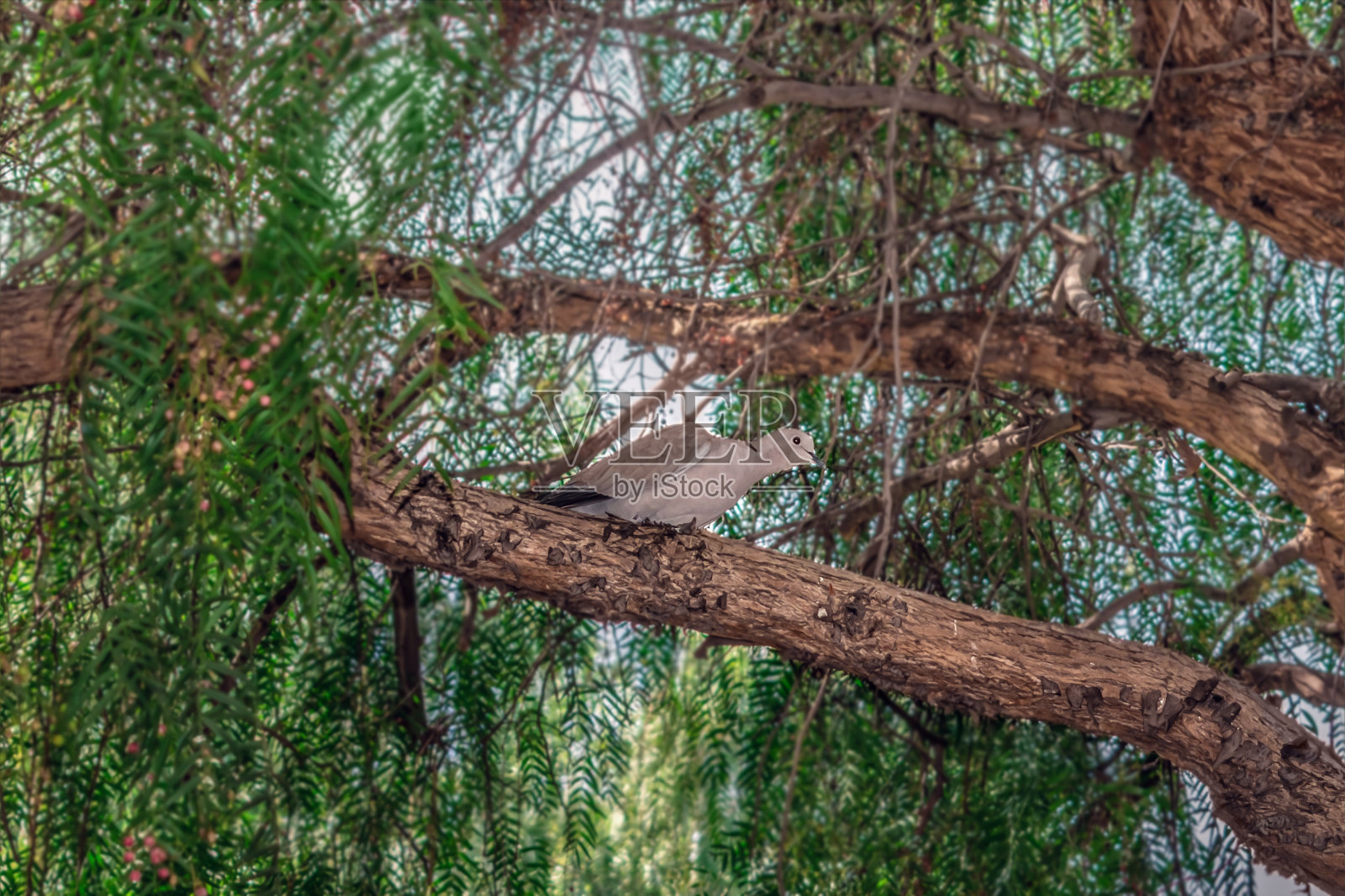 在西班牙特内里费岛，一只欧亚带领鸽子栖息在一棵加利福尼亚胡椒树的树枝上照片摄影图片