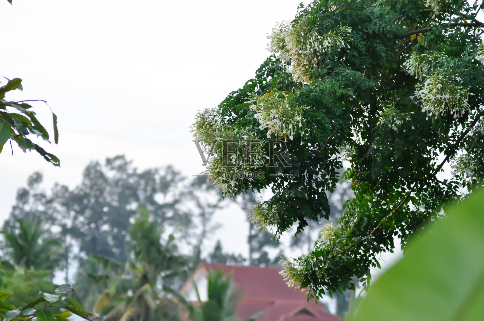 软木树，印度软木树或紫葳科植物与天空照片摄影图片