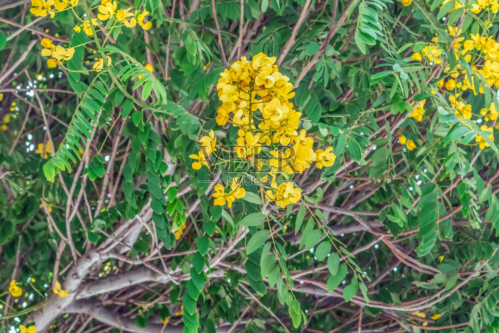 金色雨树的黄色花朵在绿叶枝干的背景下，特写照片摄影图片