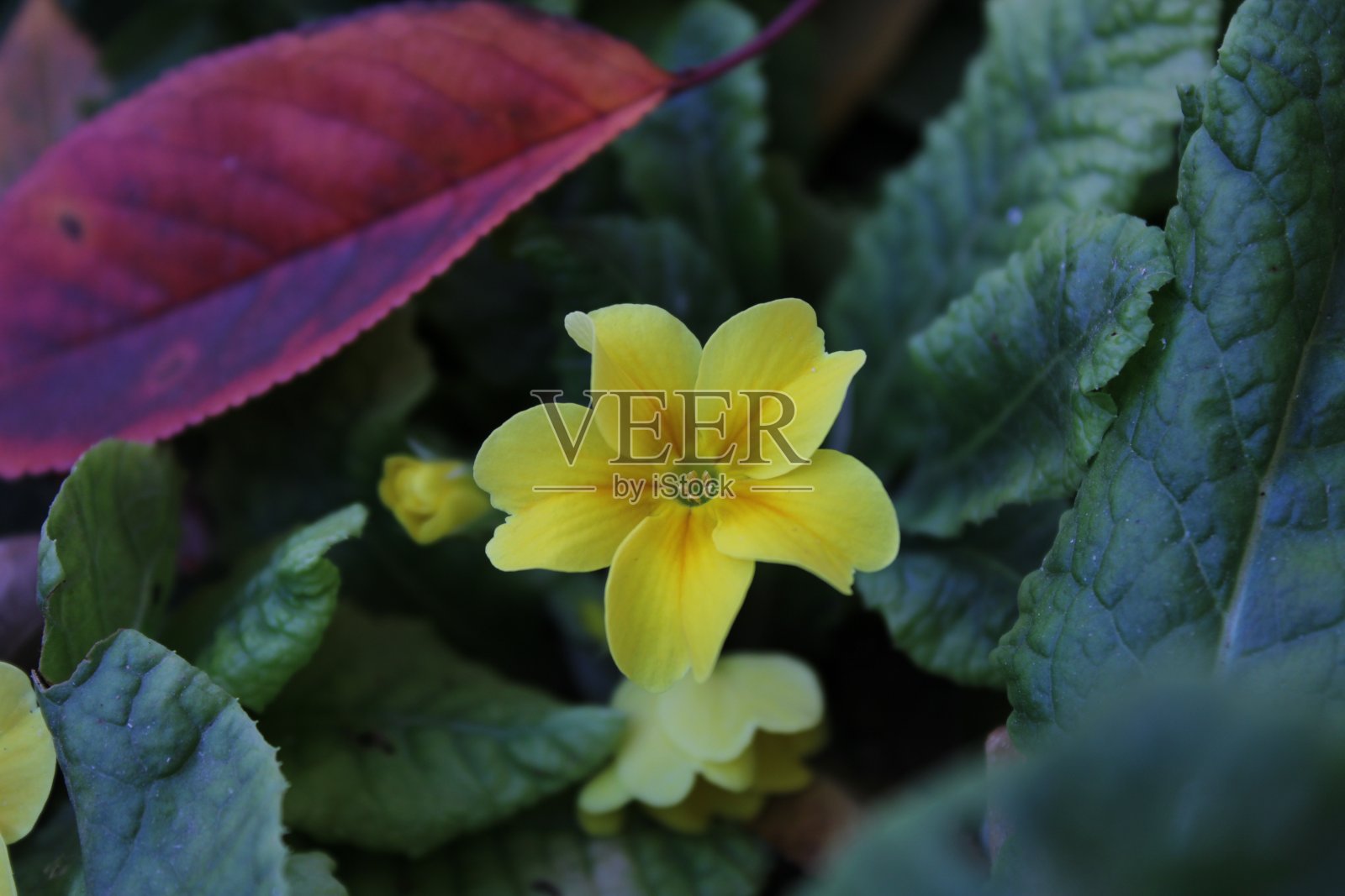 花与自然照片摄影图片