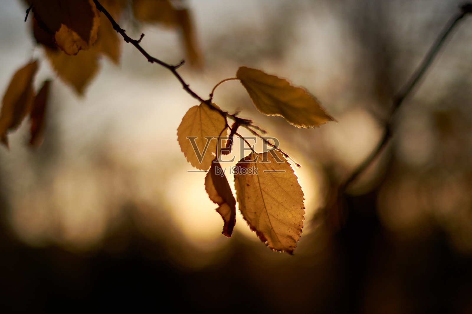日落时的阳光使树叶闪耀着秋天的黄、红、橙颜色。马德里。西班牙照片摄影图片