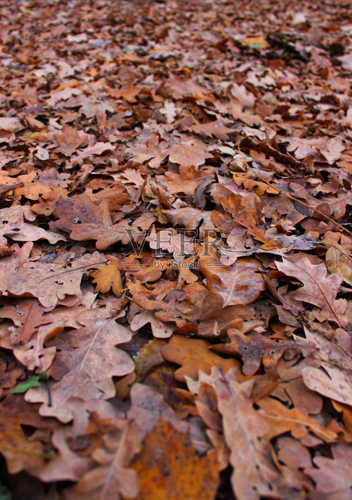 枯萎的橡树叶在地面上与软焦点垂直背景照片摄影图片