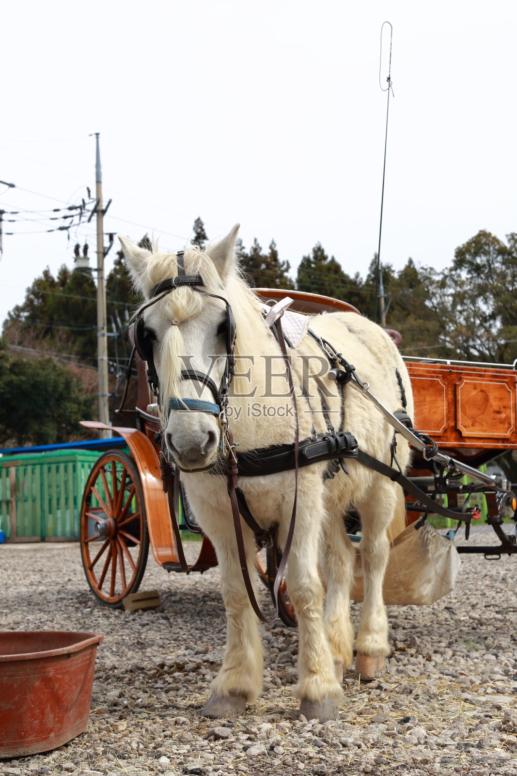 拉着马车的马照片摄影图片