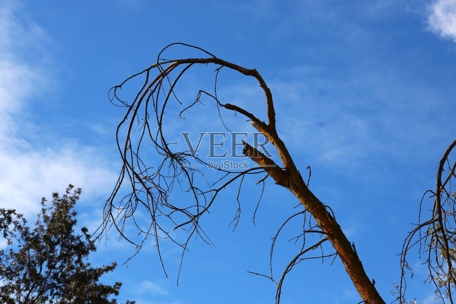 卡维亚橡树保护区照片摄影图片