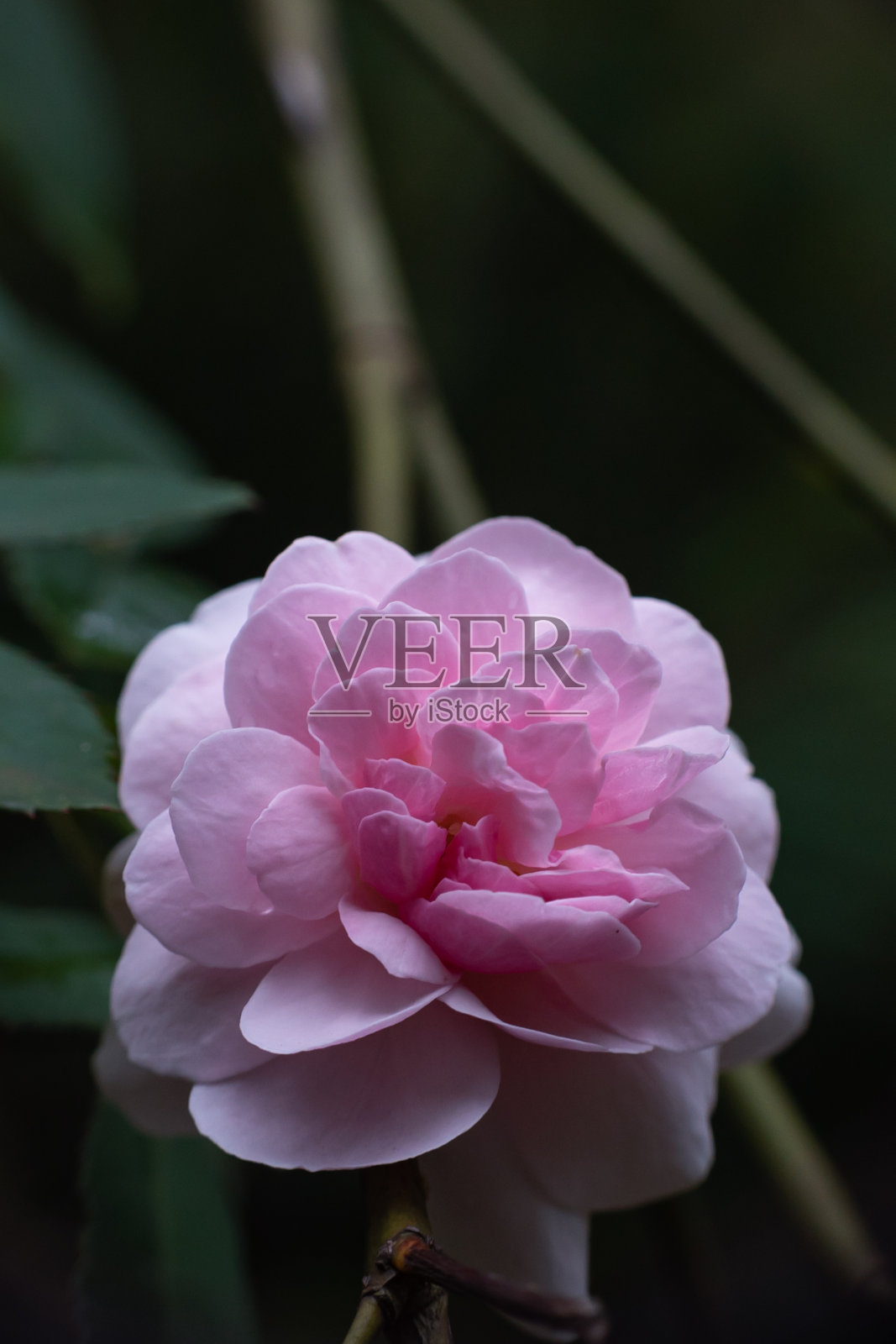 玫瑰照片摄影图片