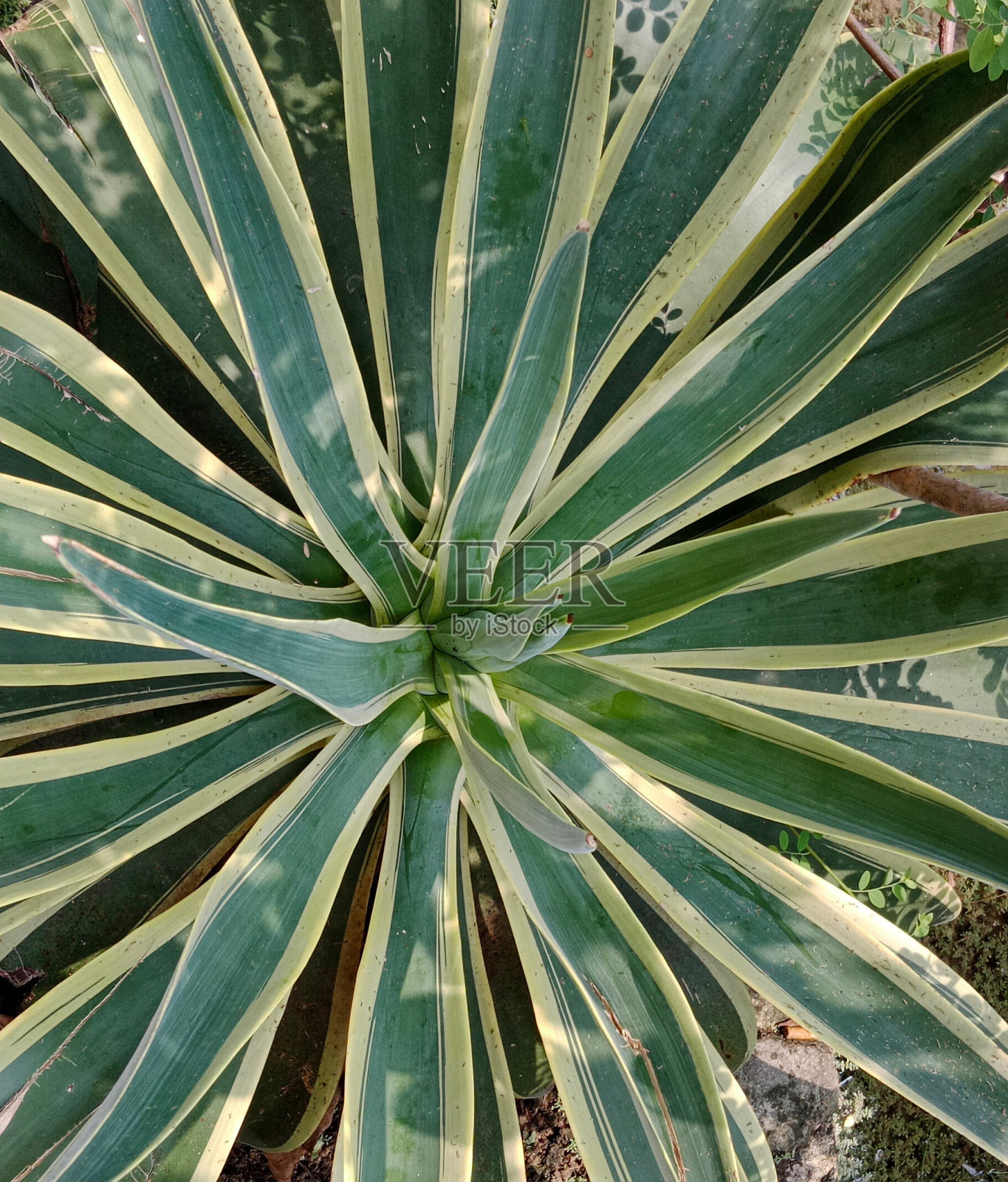 龙舌兰美洲花照片摄影图片