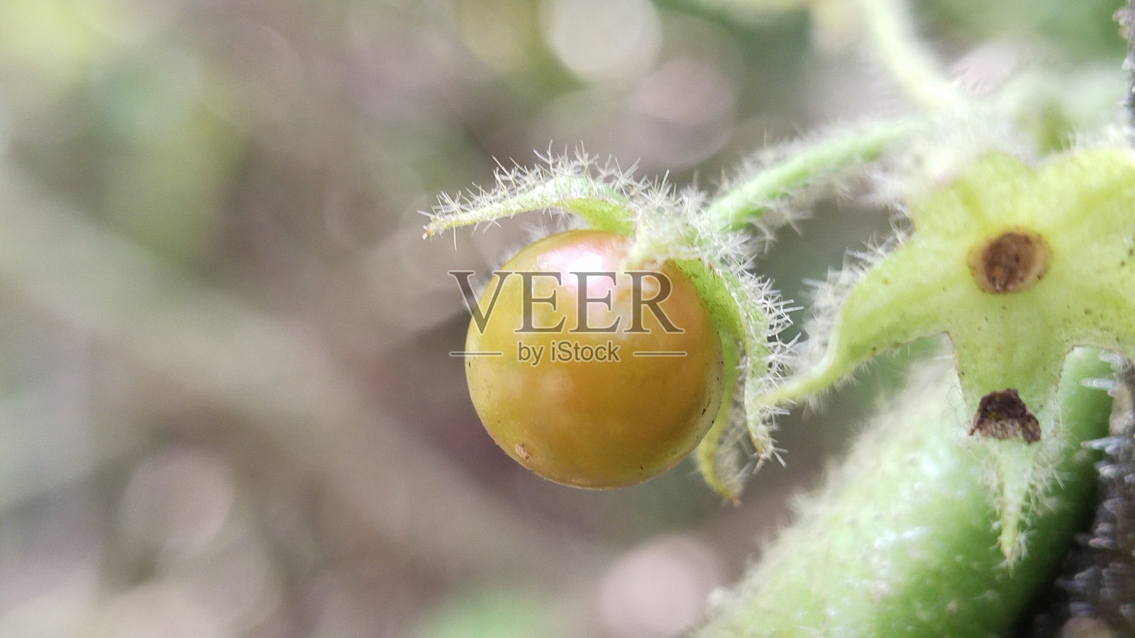 大型动物收藏印度尼西亚西婆罗洲河植物园的昆虫和植物照片摄影图片