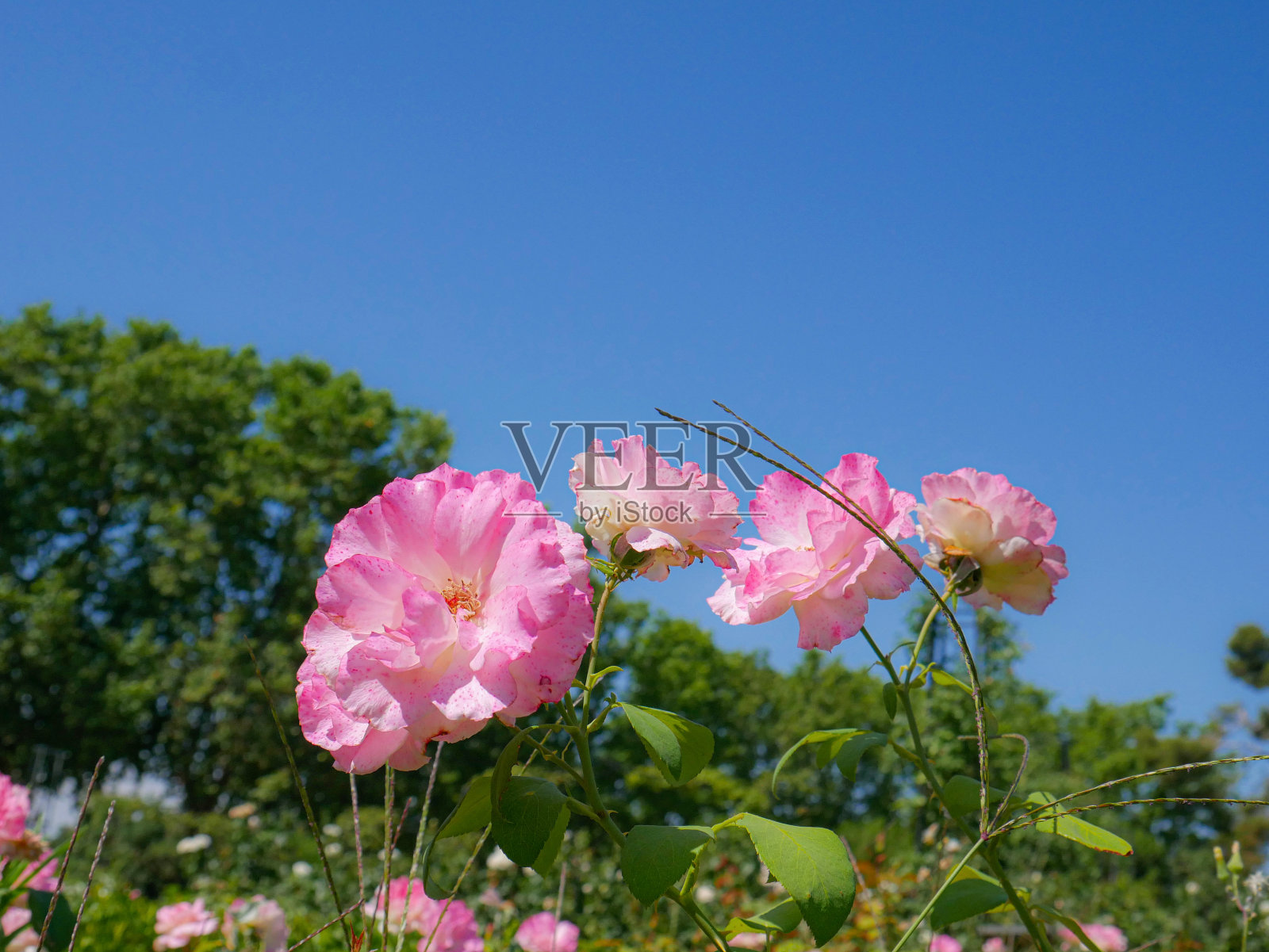 玫瑰花园背景上的玫瑰。大自然。美丽。照片摄影图片