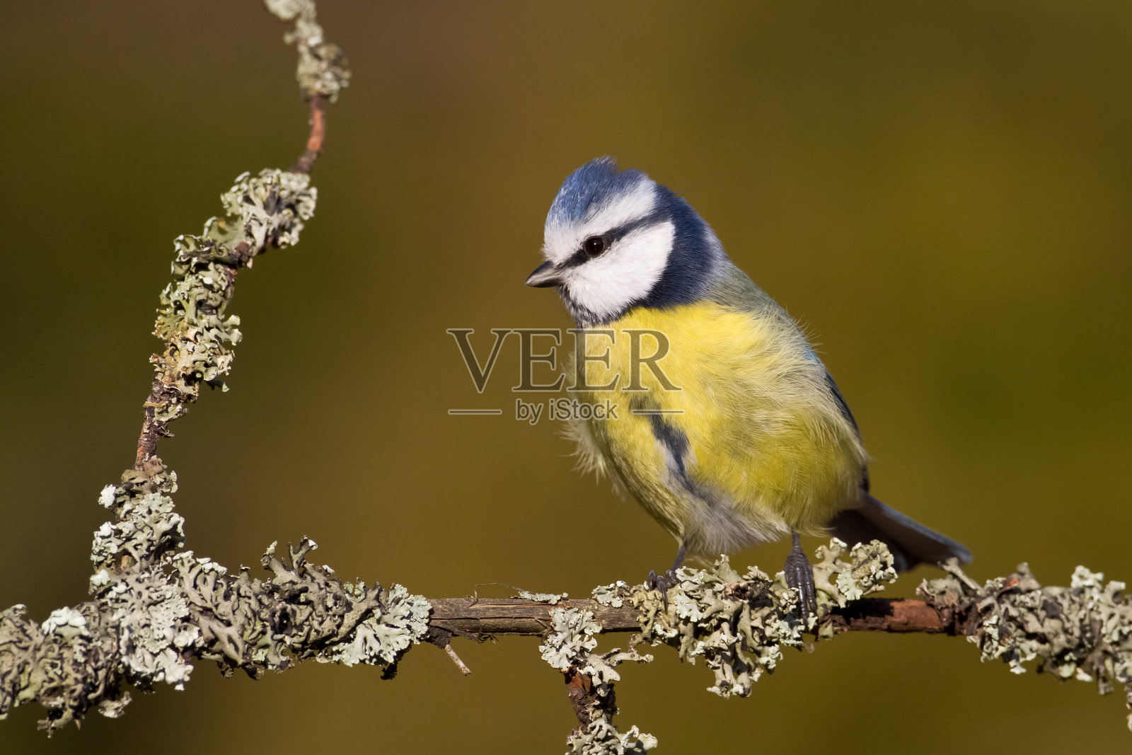 鸟-蓝山雀(蓝山雀)栖息在树上的冬天时间小鸟在模糊的背景照片摄影图片