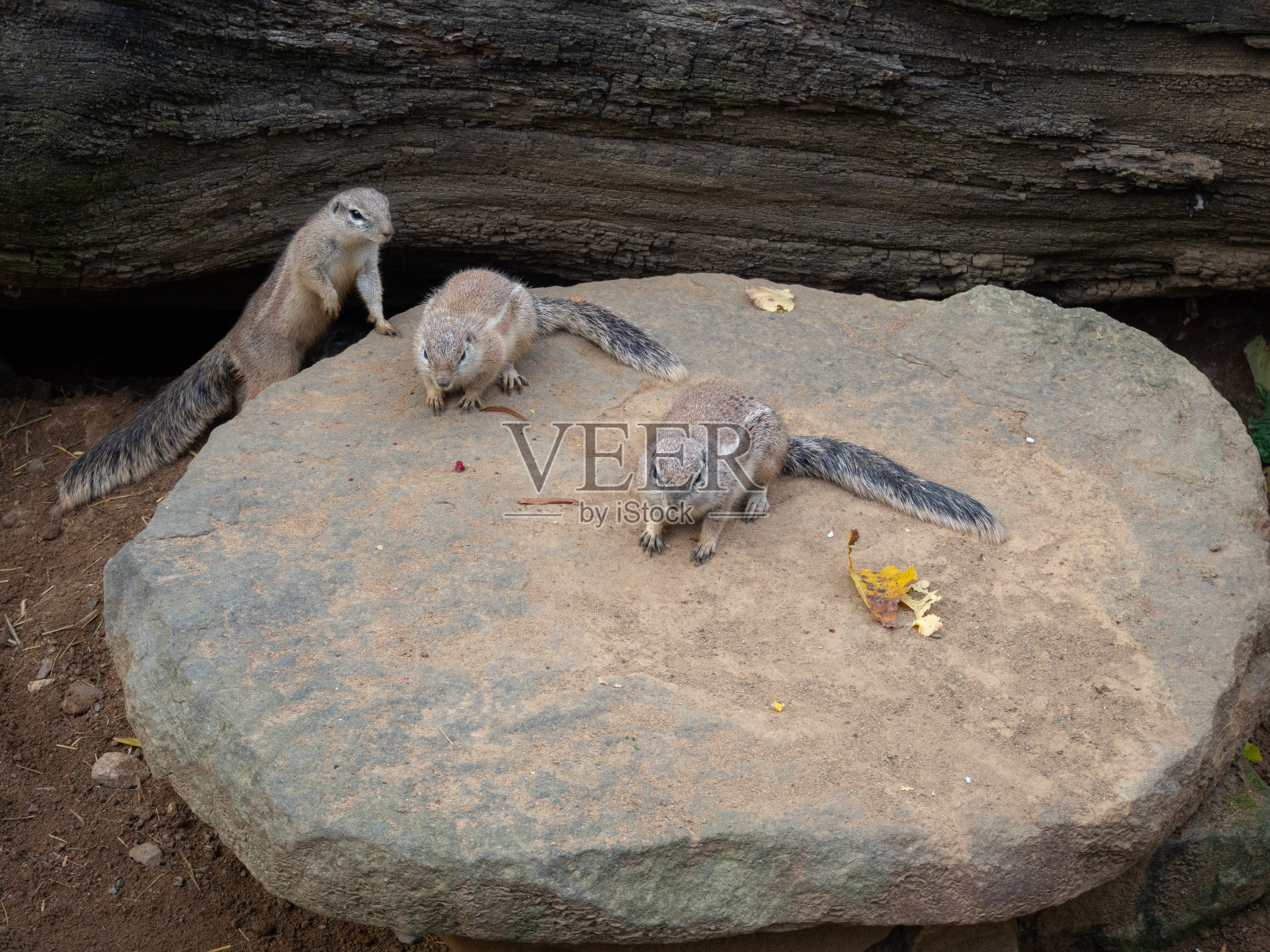 三只可爱的绒松鼠或南非地松鼠照片摄影图片