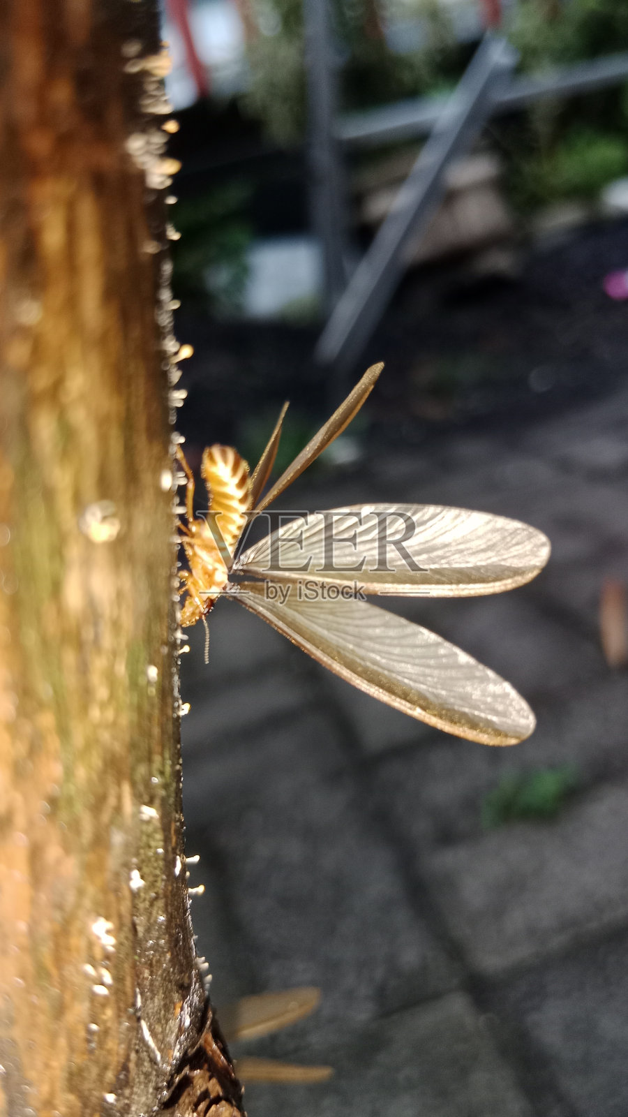 等翅目照片摄影图片