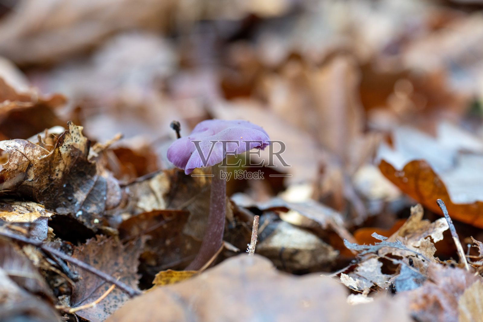 紫水晶森林里的紫色蘑菇。照片摄影图片