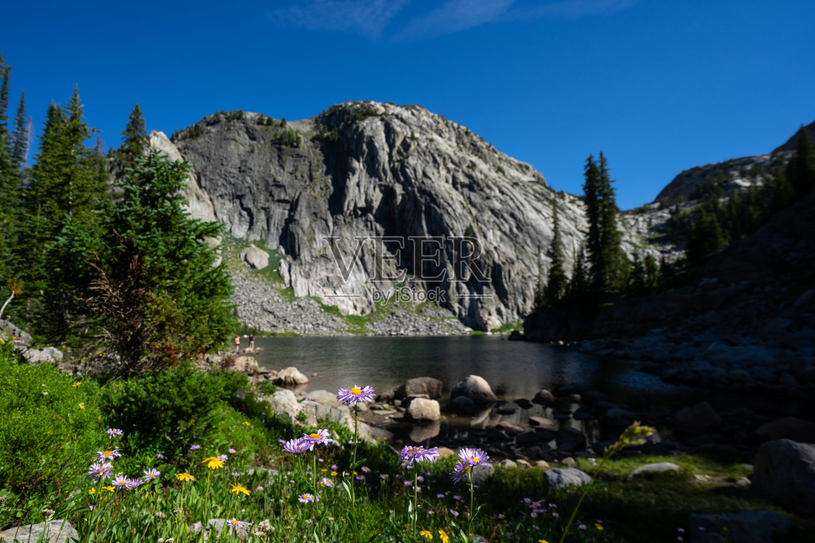 紫苑野花在熊齿山照片摄影图片