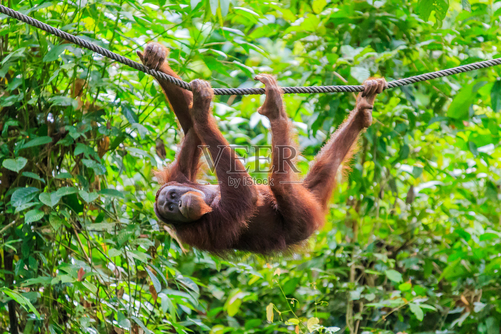 猩猩或者皮格马乌斯猩猩照片摄影图片