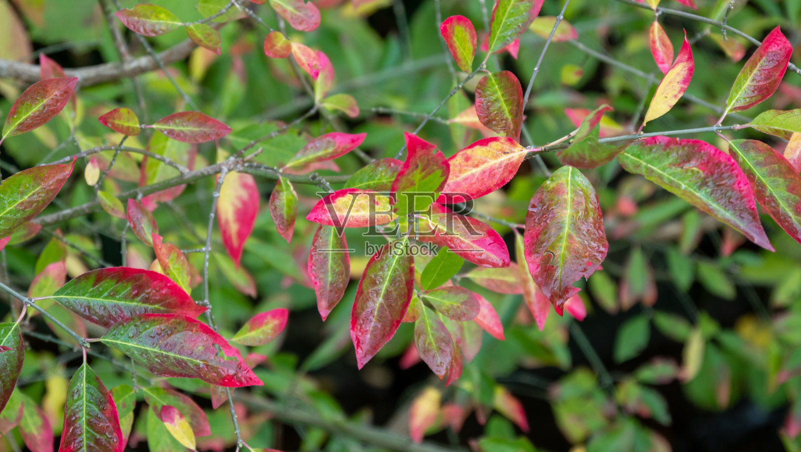 小溪上方有秋叶的树枝照片摄影图片