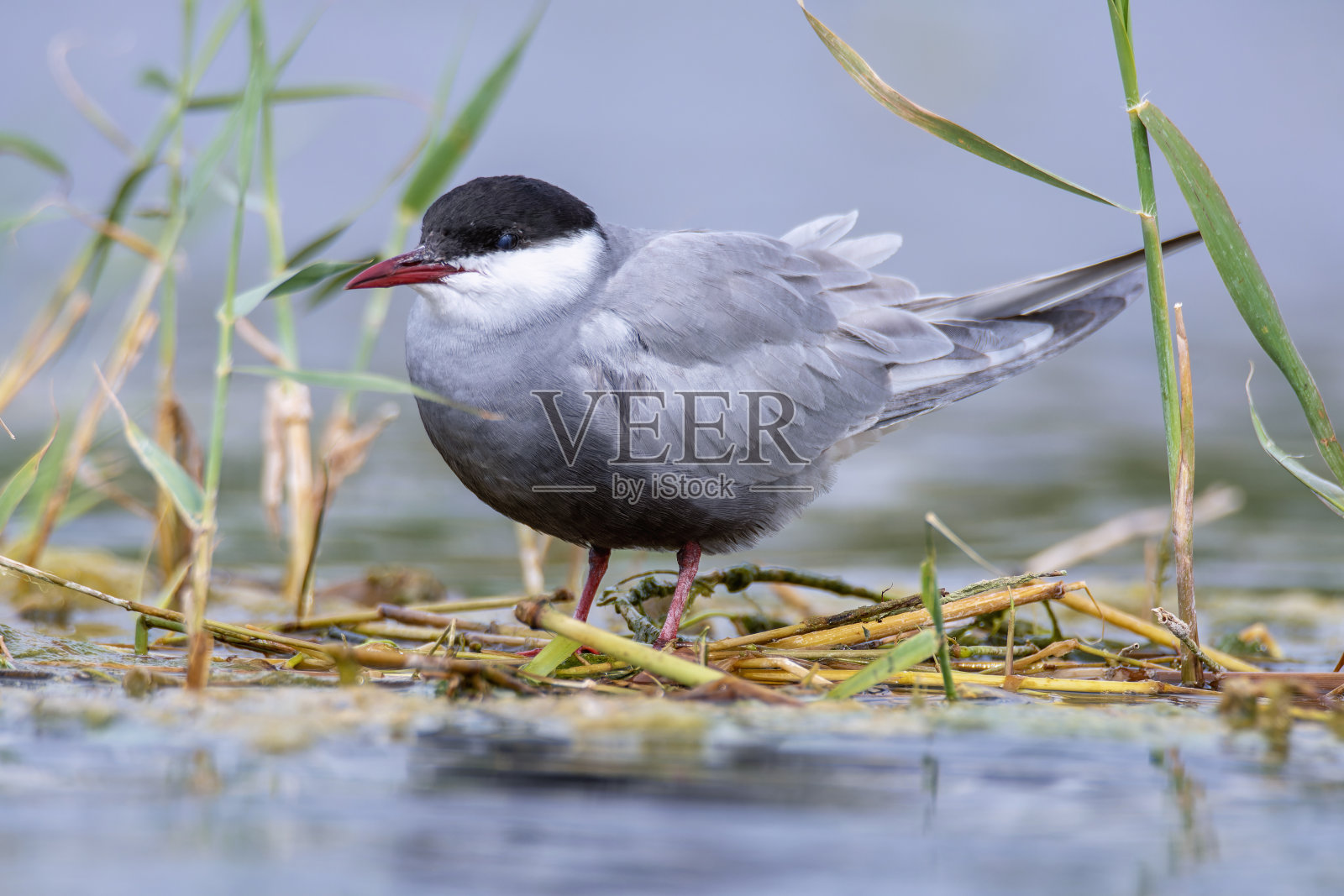 长须燕鸥在泻湖筑巢。照片摄影图片