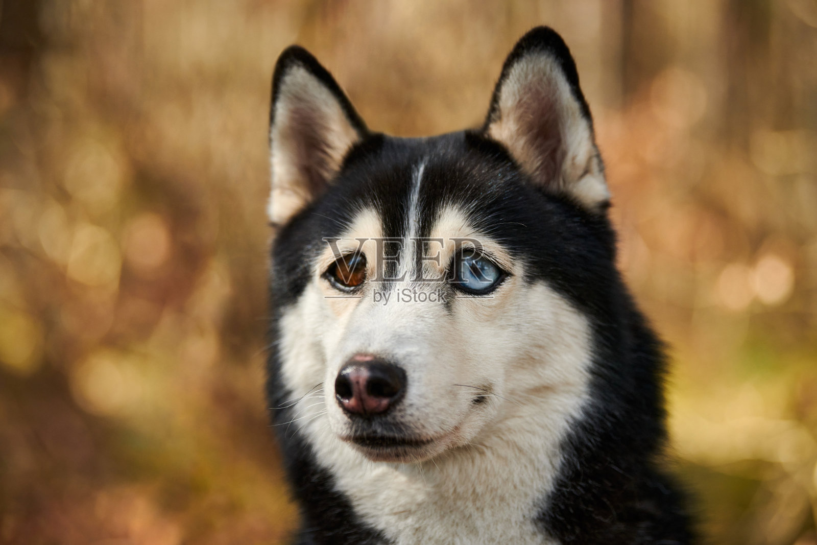 大眼睛的西伯利亚哈士奇狗，滑稽惊讶的哈士奇狗和困惑的大眼睛，兴奋的狗照片摄影图片