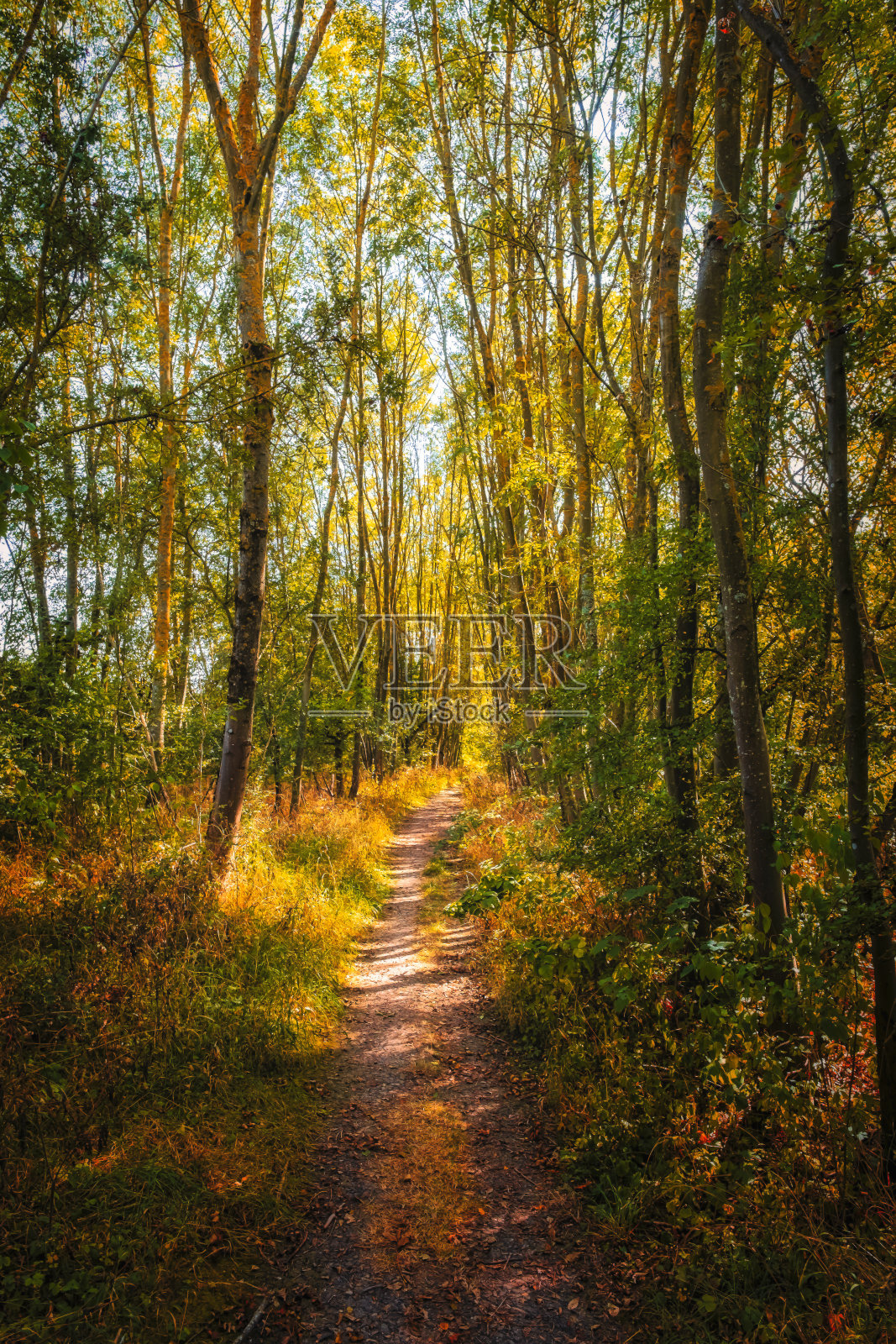 童话般的森林小路照片摄影图片