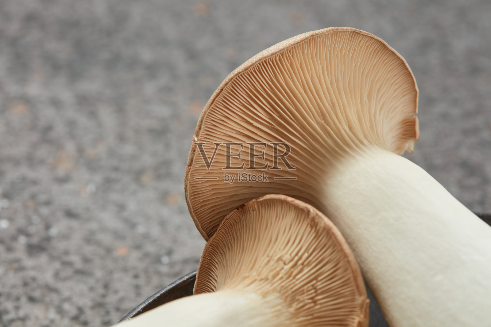 黑底碗中的王蚝菇或灵菇。照片摄影图片