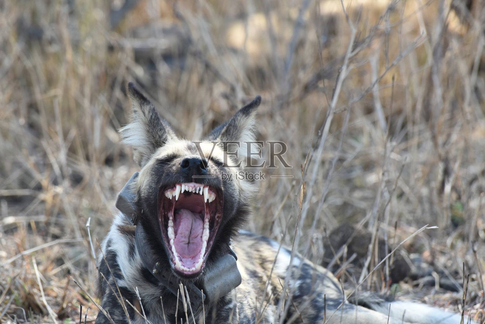 脖子有羽绒的非洲野狗躺在阴凉处，寻找遮阳的地方照片摄影图片