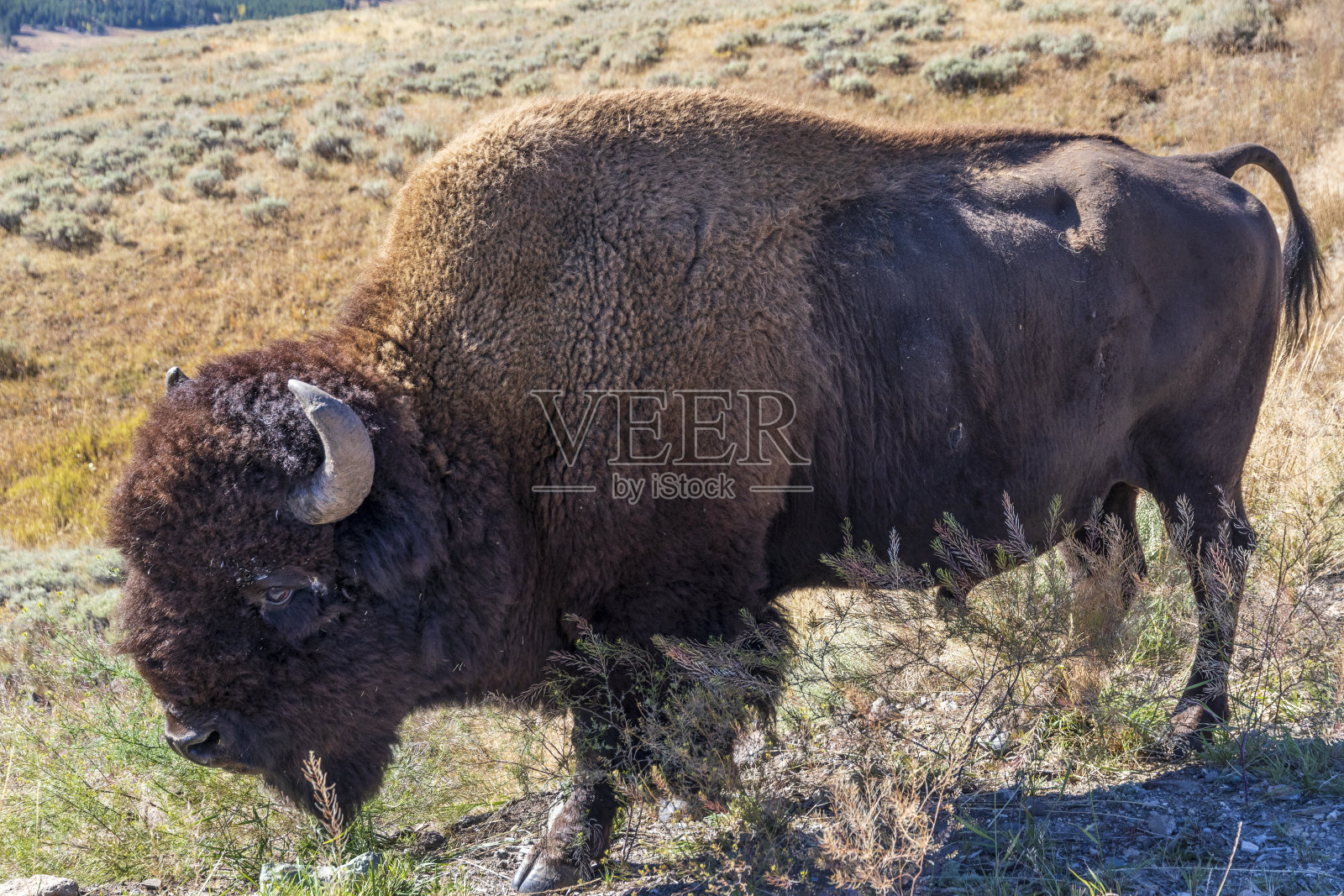 黄石国家公园的美洲野牛。美国。照片摄影图片