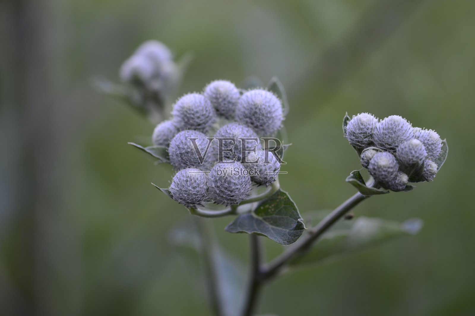 毛绒绒牛蒡，淡紫色照片摄影图片