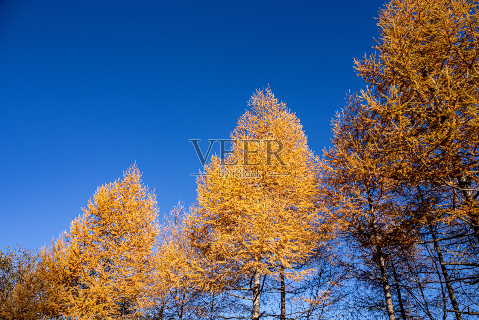 蓝色天空背景下的日本落叶松的黄色叶子。照片摄影图片